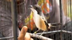 Burung kicau