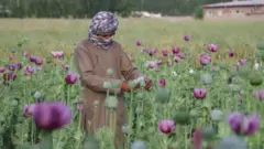 د بلوچستان د حکومت د یوه چارواکي په وینا، "کله چې ګټه لوړه وي او د زیان خطر کم وي، د کوکنارو د کښت رجحان به زیات شي" (سمبولیک انځور).