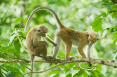 Toque Macaque (Macaca sinica) WILD, Bodhinagala Reserve, Sri Lanka, Endemic to Sri Lanka, VULNERABLE (IUCN) - stock photo