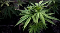 Cannabis plant - generic