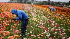 کارگران هودی به سر در مذرعه‌ای