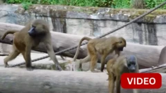 கினி குரங்குகளை கொன்ற உயிரியல் பூங்கா நிர்வாகம் - காரணம் என்ன?
