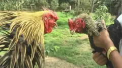 కోడి పందాలు