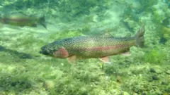ikan trout pelangi