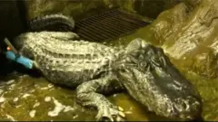 మొసలి