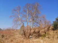 ગુગળના ઝાડની તસવીર 