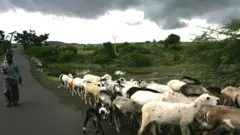 पाऊस