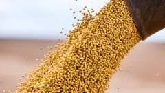 سویا یکی از چهار محصول اصلی کشاورزی در جهان است