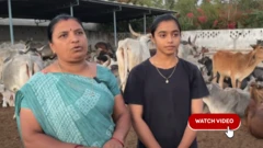 કચ્છ ગાયો, મબલખ કમાણી મોડલ