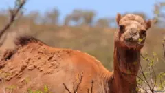 उंट