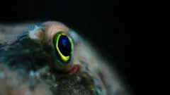 Close-Up of an octopus swimming in the sea