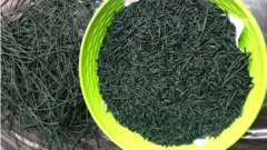 স্পিরুলিনার শুকানোর পর