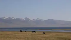 Жайыттар