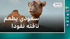 صورة لناقة