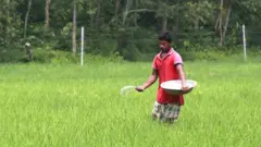 একজন কৃষক ধানক্ষেতে সার ছিটাচ্ছেন