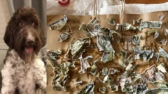 Cecil di seven-year-old Pennsylvania dog