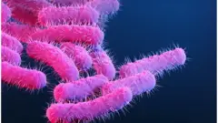 The Shigella bacteria