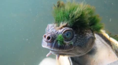 A tartaruga-do-rio Mary aparece submersa, em primeiro plano, com a cabeça voltada para a câmera. Ela tem olhos grandes, pele escamosa e uma característica “cabeleira” de algas verdes crescendo sobre a cabeça e o casco.