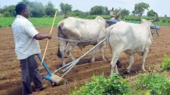 ખેતી, જમીન, સુધારો, ગુજરાત સરકાર, બીબીસી ગુજરાતી, ગુજરાતી, ગુજરાતમાં ખેતી, ખેતની જમીન ગુજરાત વિધાનસભા ભૂપેન્દ્ર પટેલ ગુજરાત સરકાર રાજ્યપાલ ખેતી પાણી પાક ખાતર ખેડ ચોમાસું વરસાદ પાણી શિયાળો ઉનાળો વાતાવરણ હવામાન