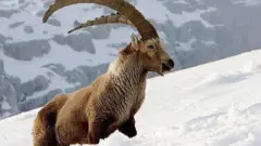 مارخور