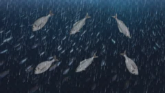 માછલીનો વરસાદ