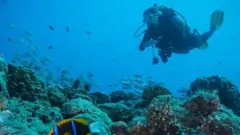 A diver among the corals in Palau