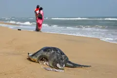 ஆலிவ் ரிட்லி: மீனவர்கள் தெய்வமாக வழிபடும் இந்த ஆமைகள் சென்னை கடற்கரைகளில் இறந்து கரை ஒதுங்குவது ஏன்?