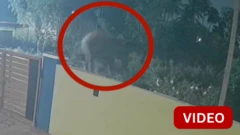 ஊருக்குள் வந்த யானை - பதறி ஓடிய மக்கள்