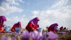 زعفران