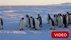 PENGUINS