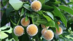বর্ষাকালের ফুল কদম ফুল।