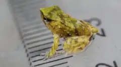 சதர்ன் டார்வின் தவளைகள், பூஞ்சைத் தொற்று,  நீர் நில வாழ்விகள், அறிவியல் செய்திகள், லண்டன் உயிரியல் பூங்கா