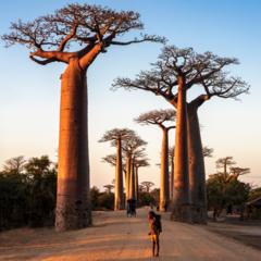 Un niño africano junto a un baobab