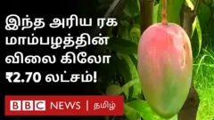 மாம்பழம்