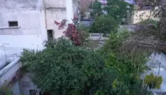 சிட்டு குருவி, இயற்கை, சுற்றுச்சூழல்