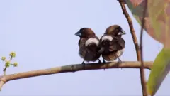 'சுற்றுச்சூழல் உணர்திறன்' பட்டியலில் இருந்து தோடமார்க் வனப்பகுதி விலக்கப்பட்டுள்ளது.