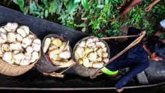 A mandioca é um dos alimentos básicos da Amazônia, especialmente nas chagras, onde são cultivadas dezenas de variedades da planta