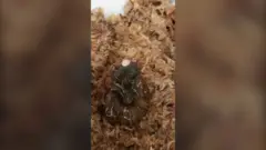 Retka vrsta puža koji polaže jaje iz otvora na vratu