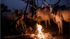 darandarn kan pẹlu maluu rẹ ni alẹ