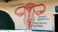 Suuraa qaama saalaa dubrtii agarsiisu