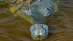 Sawirka uu soo qaaday Dhritiman Mukherjee ee yaxaaska nooca la yiraahdo gharial ee ku nool Hindiya