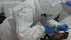 Un laborantin en blouse disséquant un animal de laboratoire