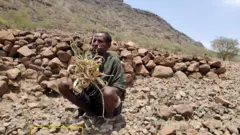 በድርቁ የጠፋ ሰብል ላይ ተቀመጠ ግለሰብ 