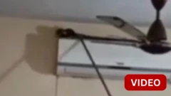 வீட்டில் ஏசியில் படுத்திருந்த பாம்பு -
