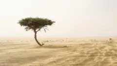 सहारा वाळवंट 