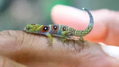 Close-up of a Union Island gecko