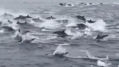 Dolphin