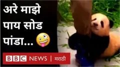 पांडा