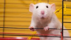 Rato em gaiola