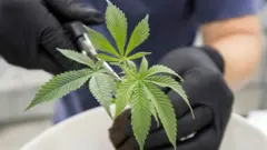 大麻草